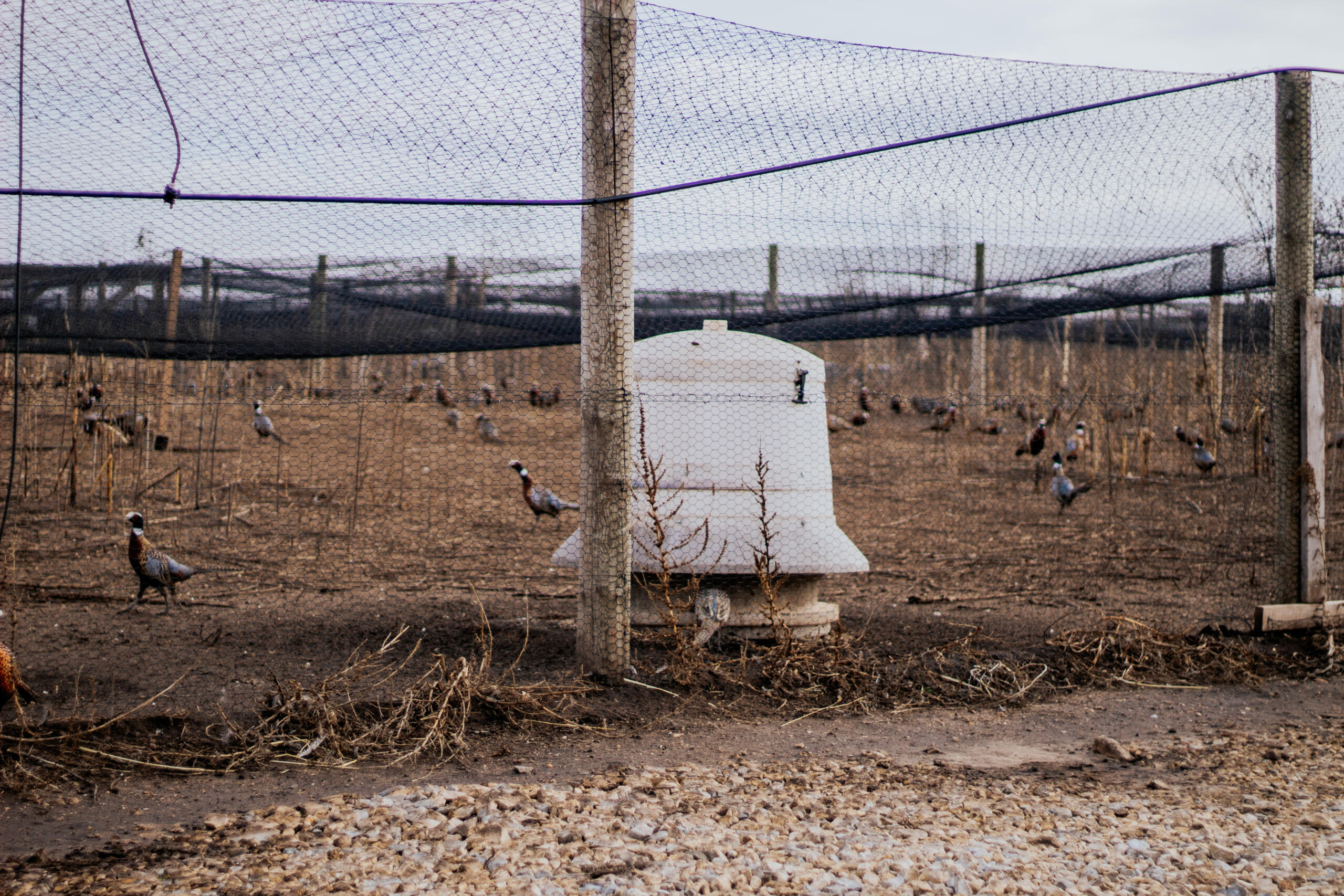 Pheasant feeder