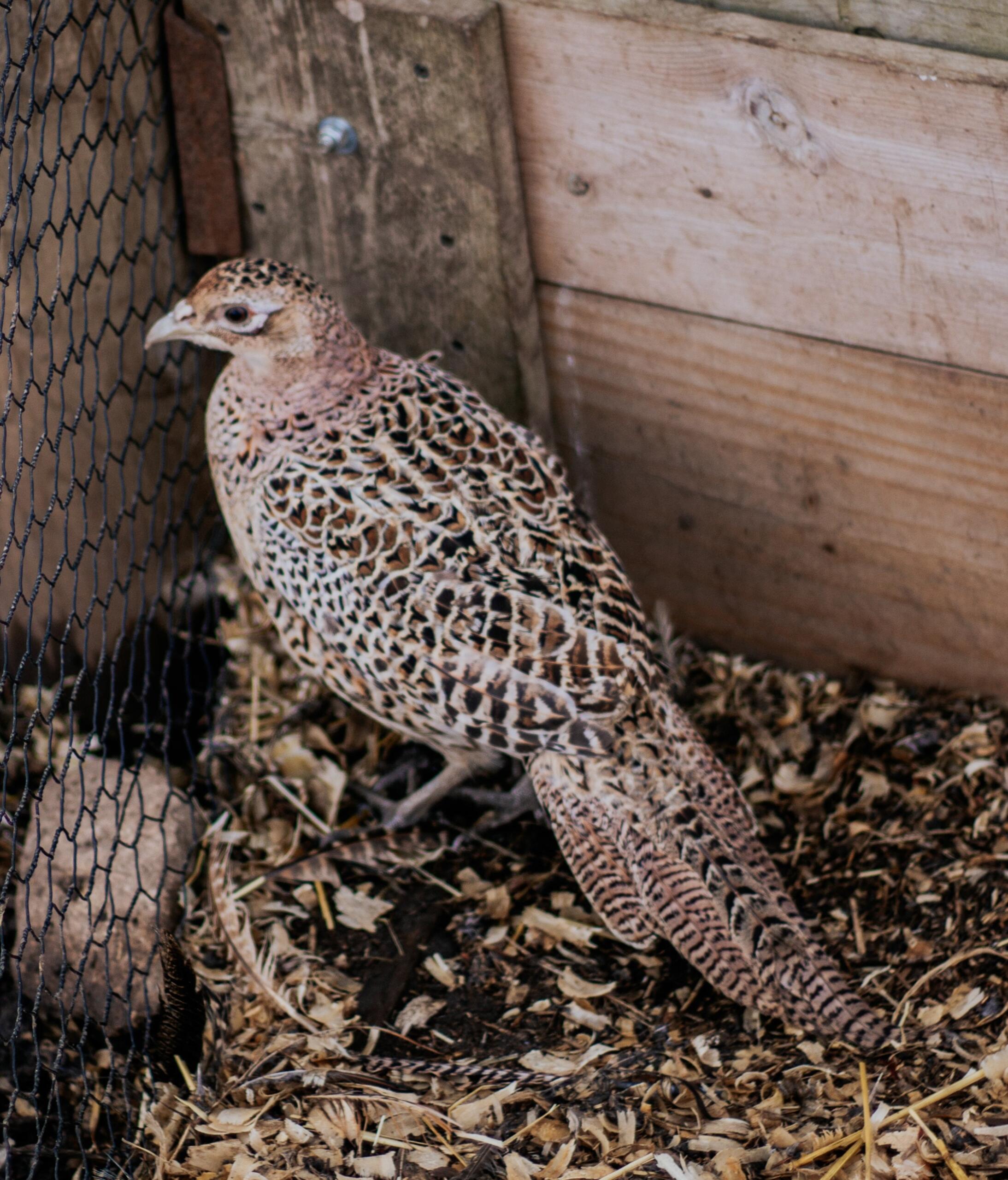 Pheasant Hen cropped