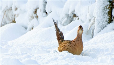 Pheasant Hen in Snow Pheasant Hen in Snow