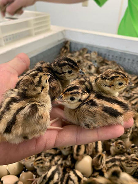 Preparing Chicks for Shipment through the US Postal System Preparing Chicks for Shipment