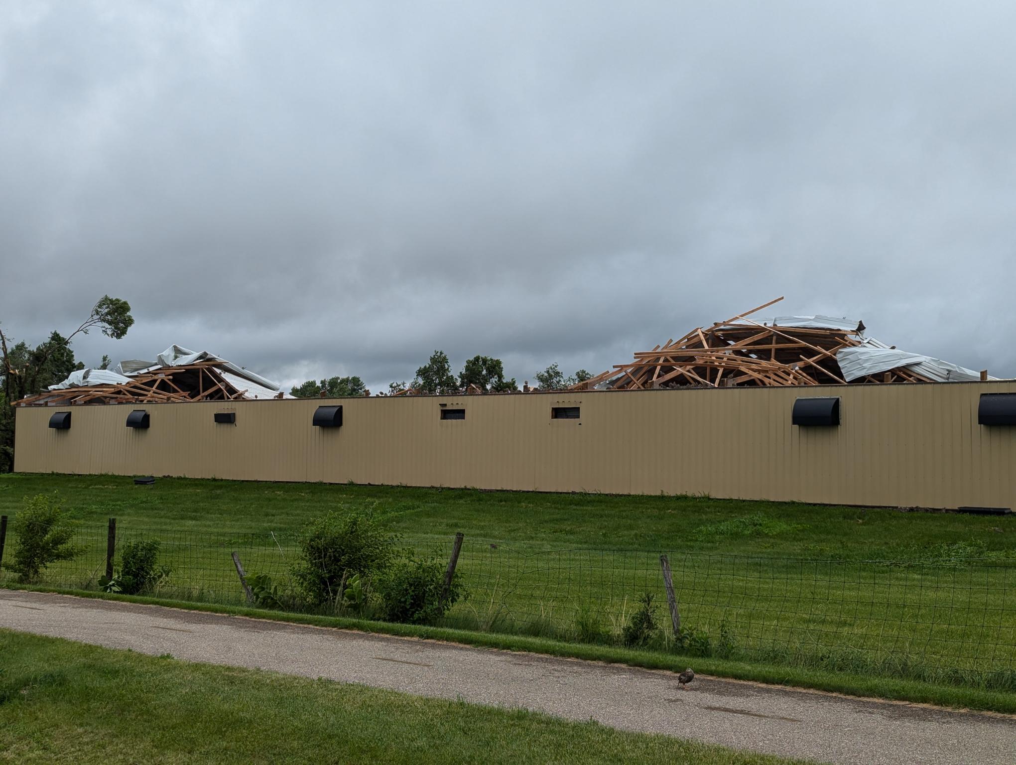 Spanish Red Leg Partridge Brooder Barn Damage After June 2024 Tornado Spanish Red Leg Partridge Brooder Barn Damage After June 2024 Tornado