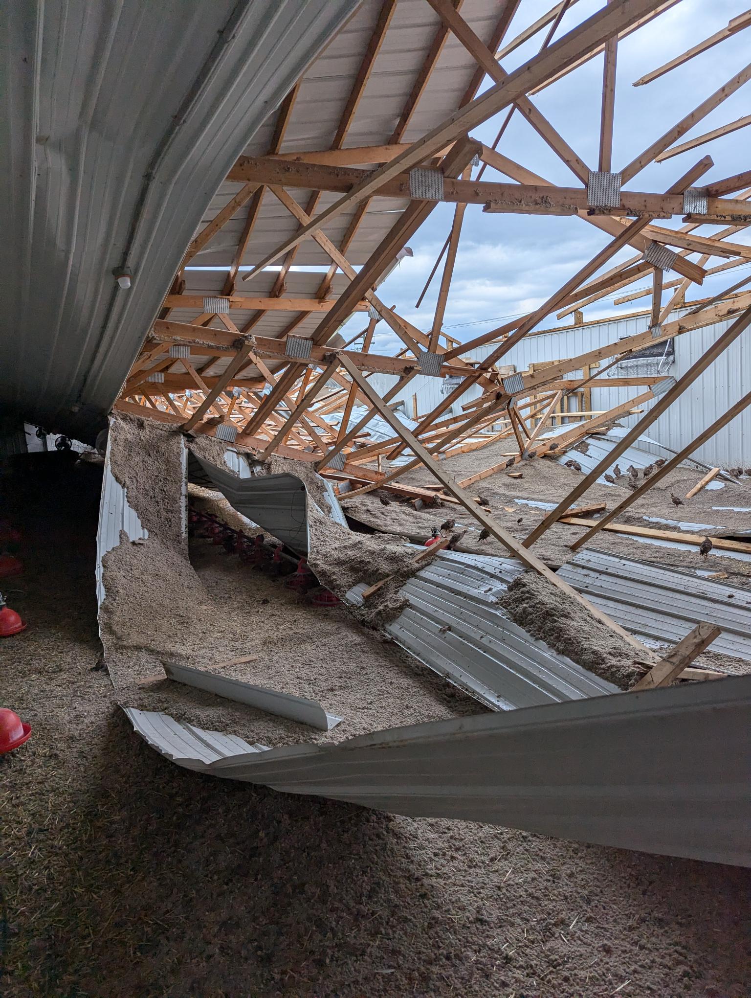 Spanish Red Leg Partridge Brooder Barn Damage After June 2024 Tornado Spanish Red Leg Partridge Brooder Barn Damage After June 2024 Tornado