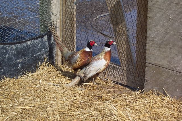 Two Pheasants Two Pheasants