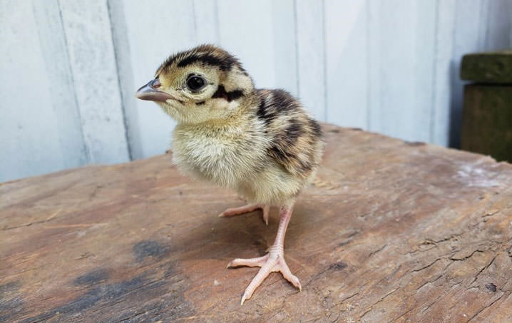 Ringneck Chick