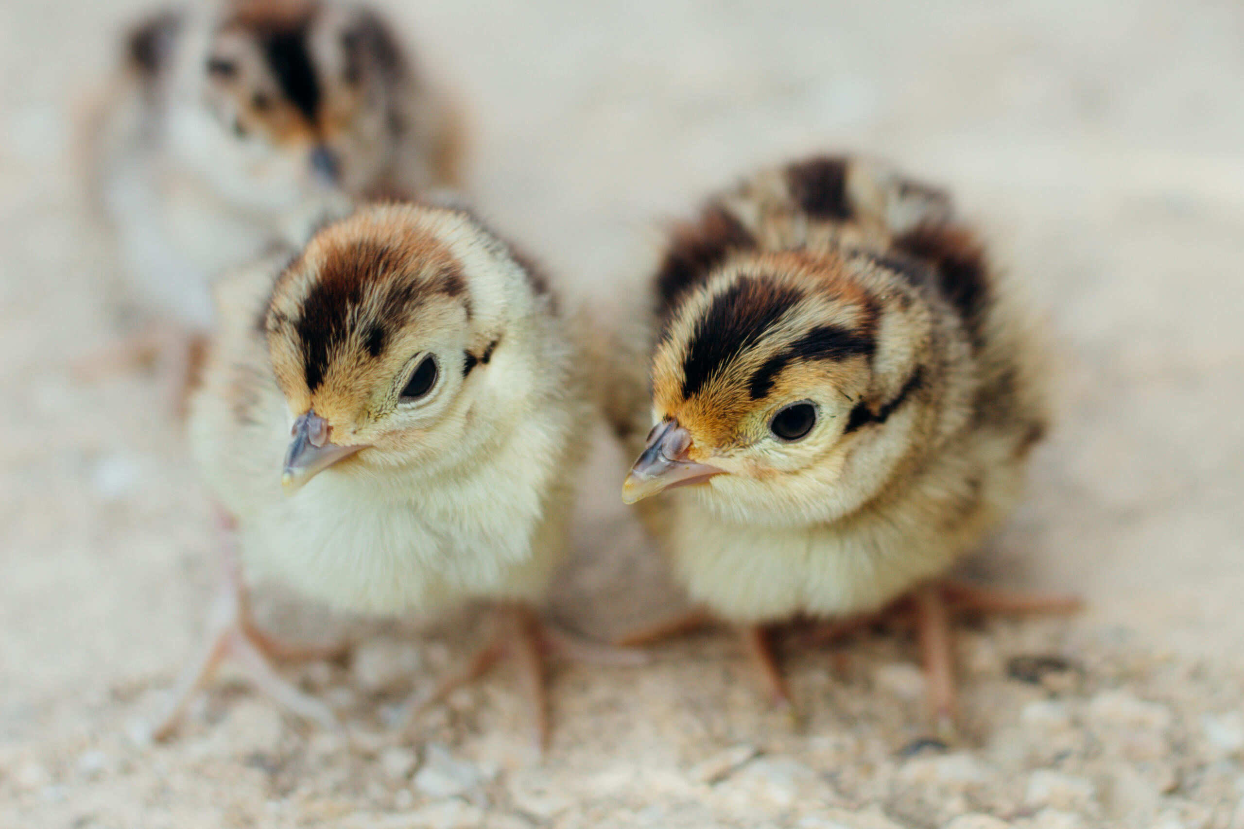 Ringneck heads Ringneck Chick heads
