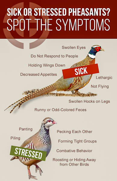 Signs of Sick or Stressed Pheasants Infographic on signs of sickness or stressed pheasants