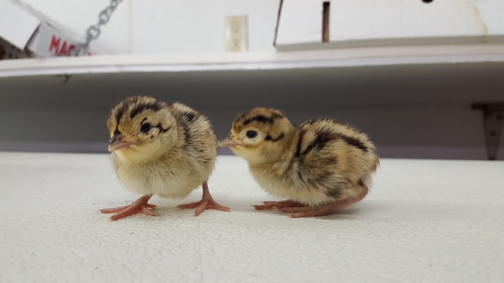 Spring Time is Hatching Time on the Farm Two chicks on table