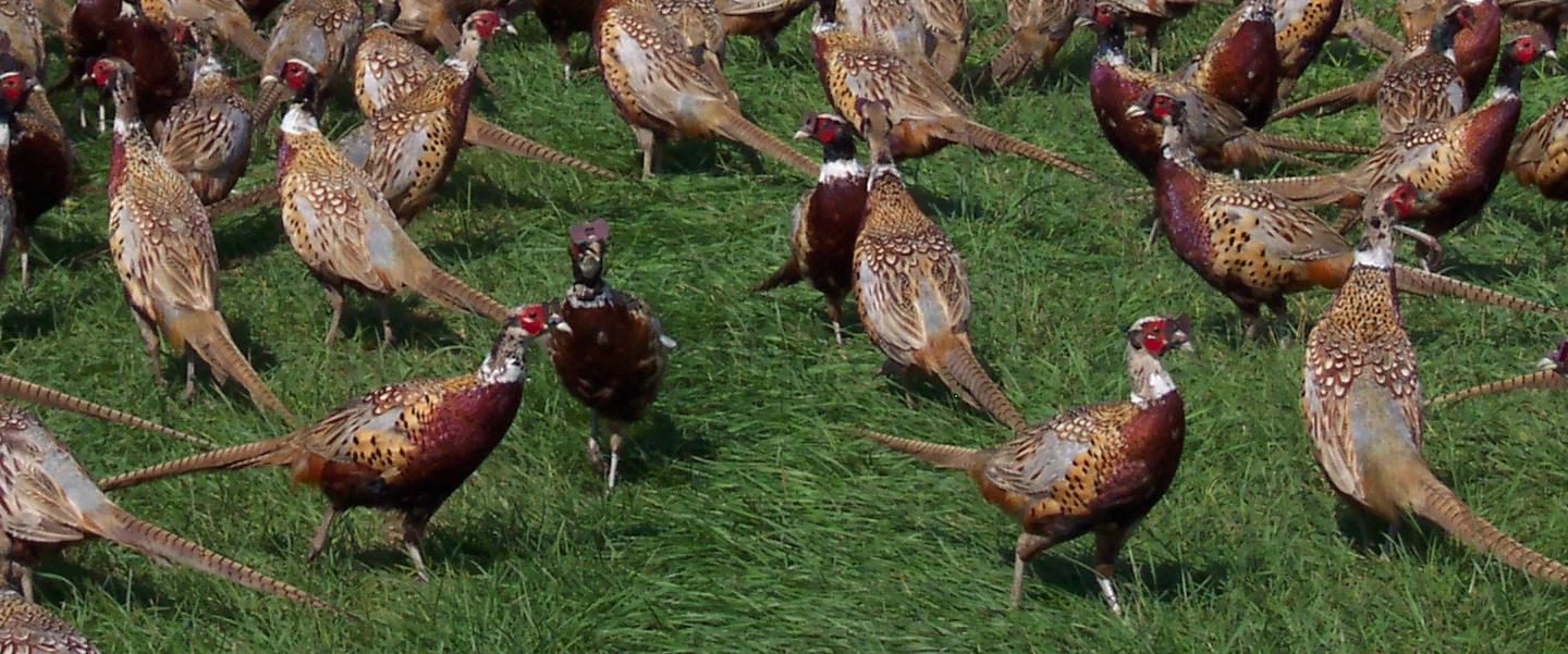 Pheasants in Grass Pheasants in Grass