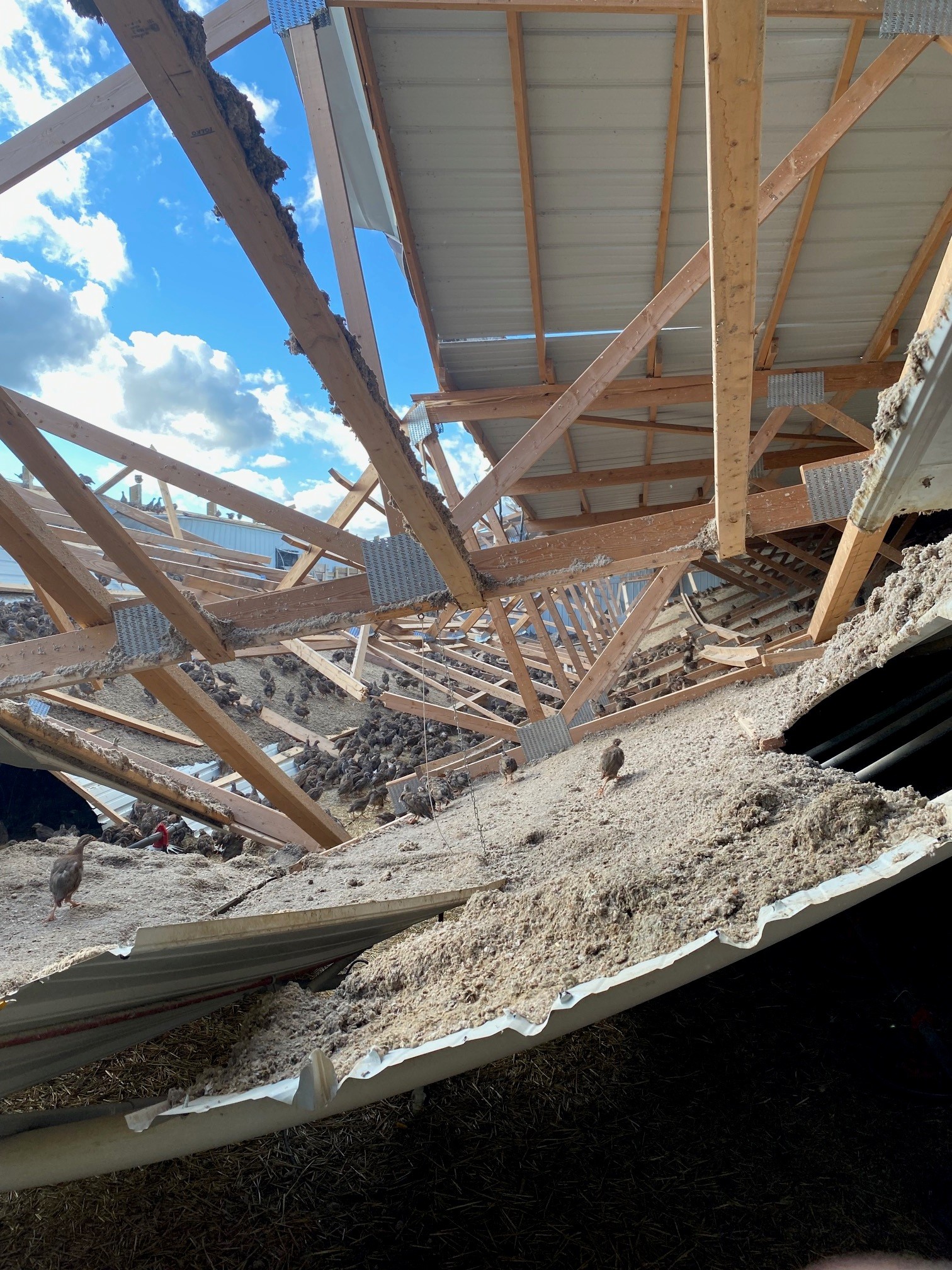 Spanish Red Leg Partridge Brooder Barn Damage After June 2024 Tornado Spanish Red Leg Partridge Brooder Barn Damage After June 2024 Tornado