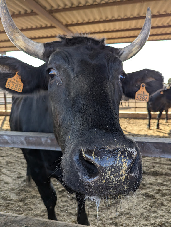 wagyu at Finca Santa Rosalía