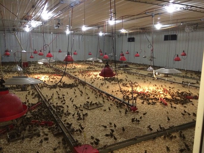 Ways To Get The Most Out Of Brooder Barns Brooder Barn