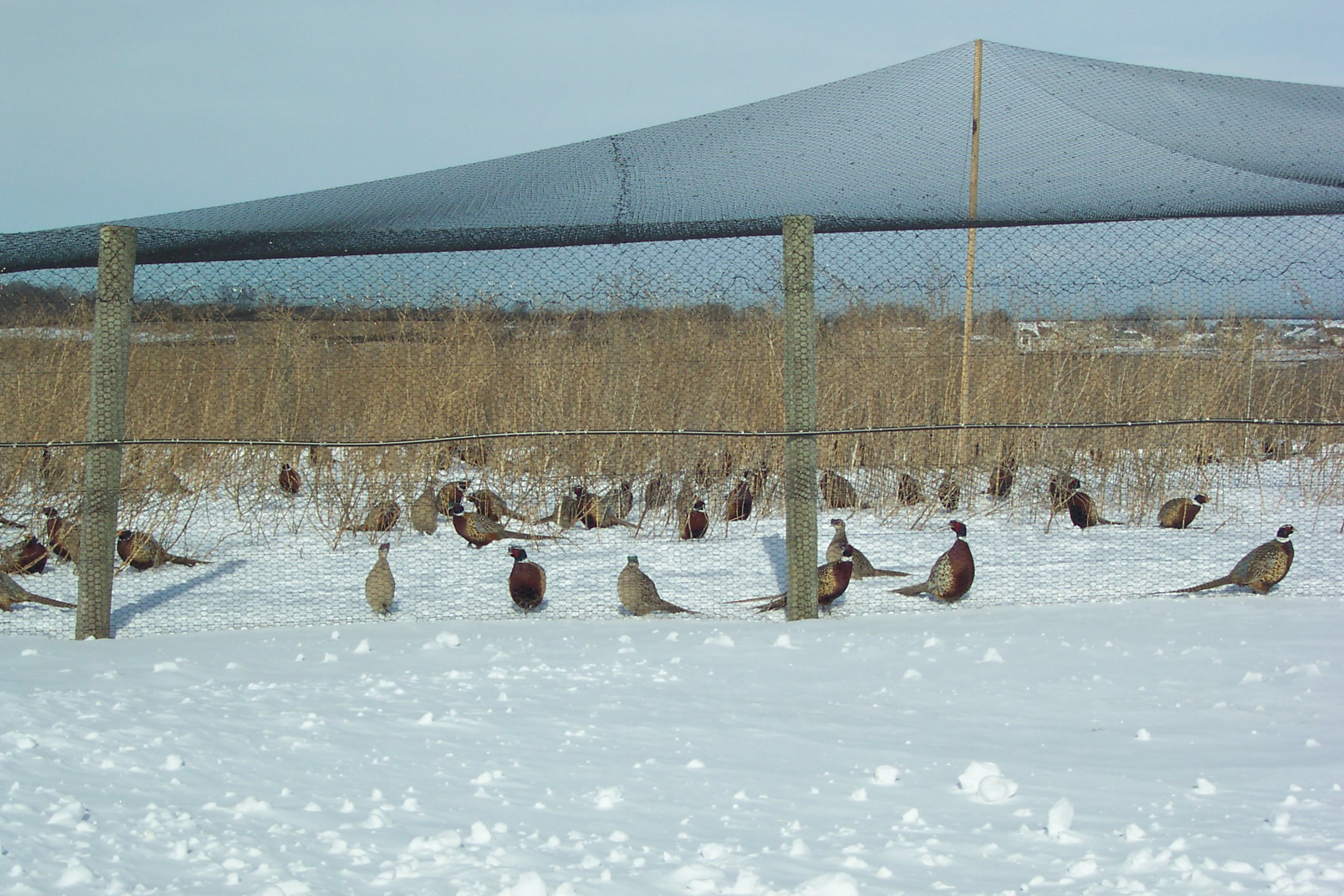 Winterizing Pens Keeps Game Bird Farmers Busy Pheasants in Flight Pen in Winter