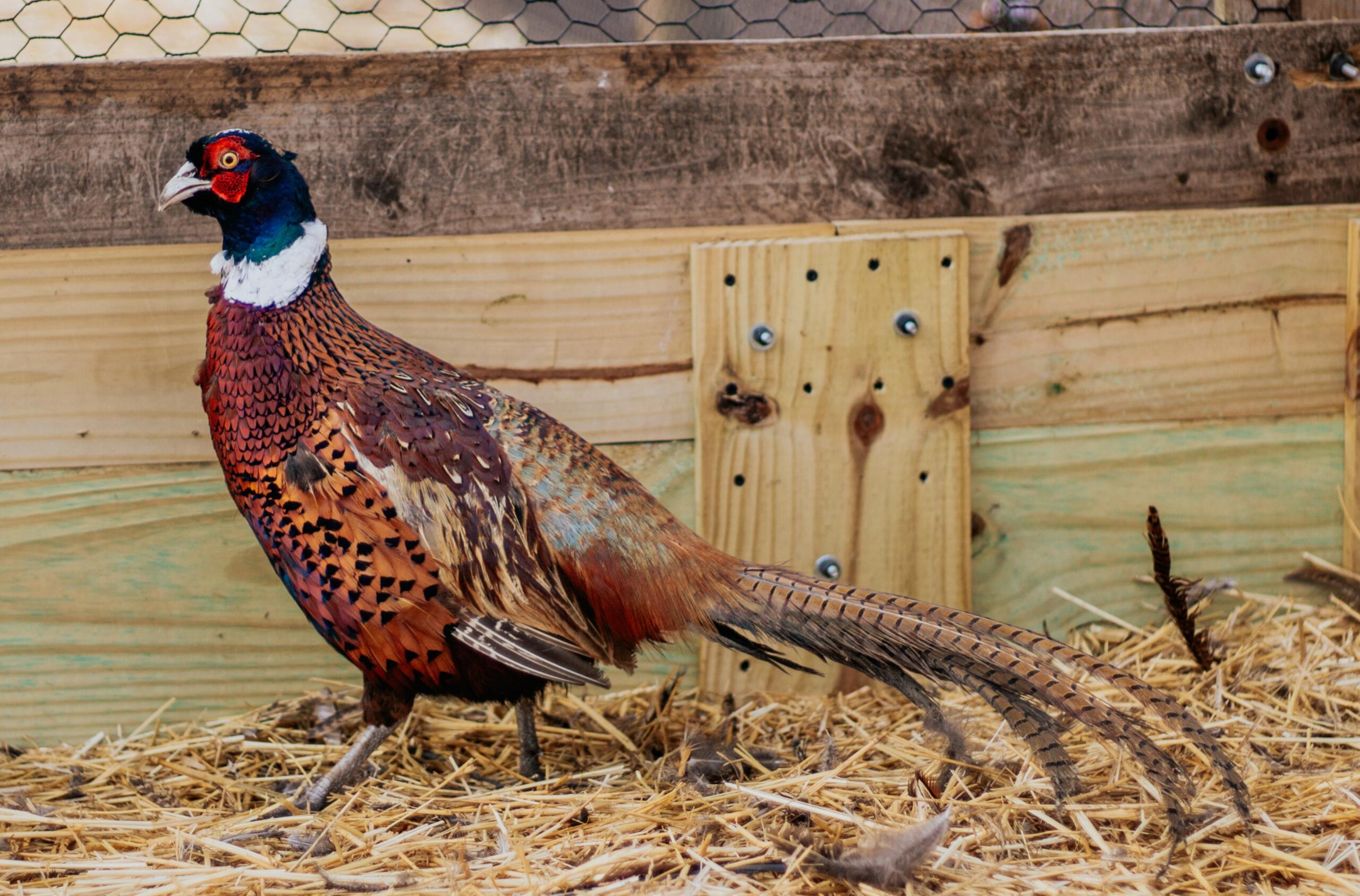 XL Ringneck Rooster cropped