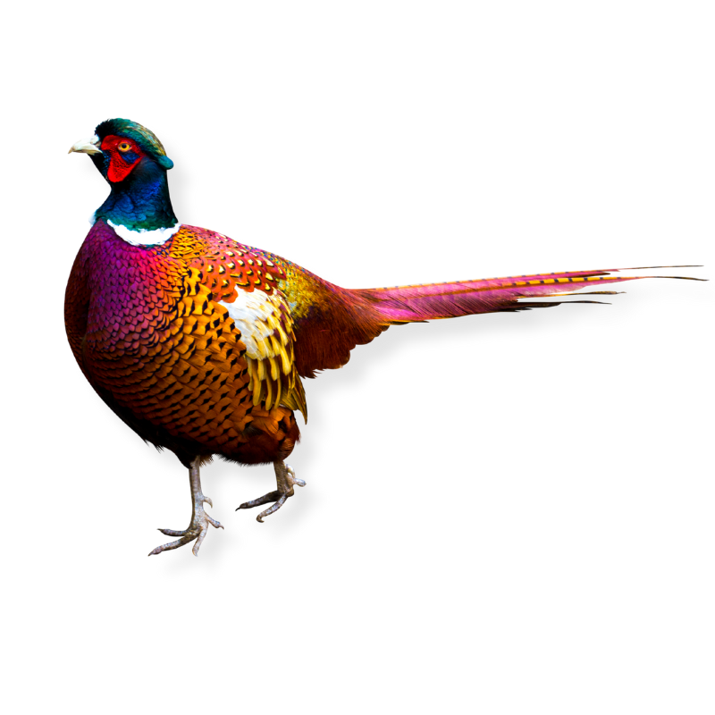 Pheasant Design Pheasant Design