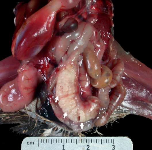 Cecal Coccidiosis Cecal Coccidiosis