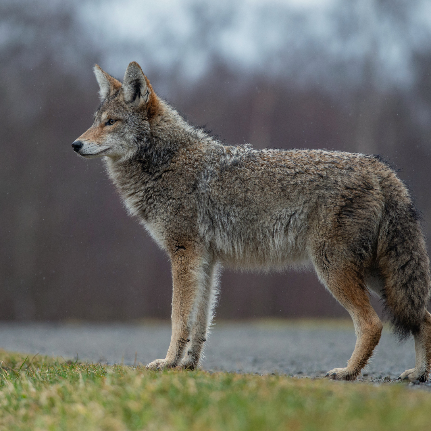 Coyote Photo of Coyote