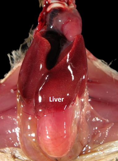 Liver of Chick Photo of Chick Liver