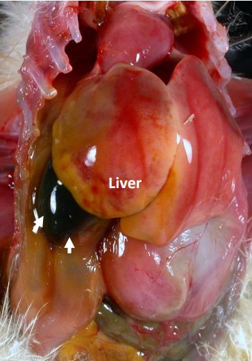 Liver of Chick Photo of Liver of a Chick