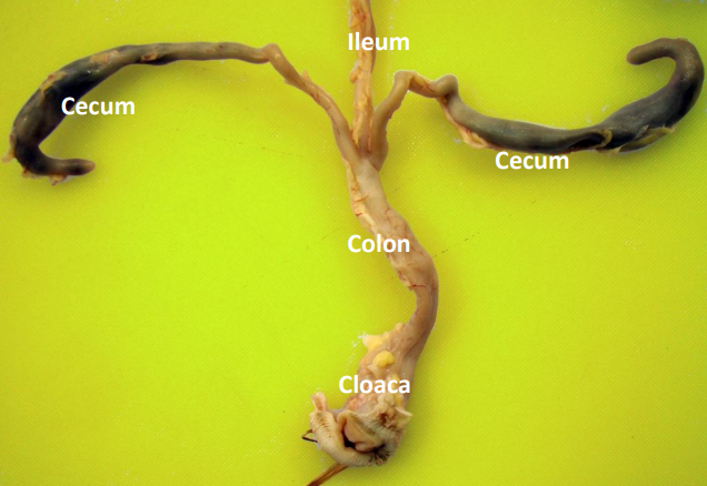 Pheasant Lower Digestive System Diagram of Pheasant Lower Digestive System