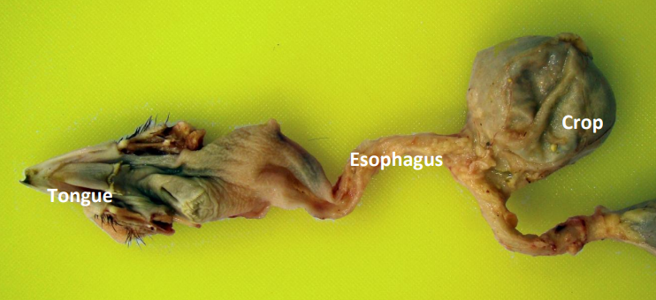 Tongue Esophagus Crop Tongue Esophagus Crop
