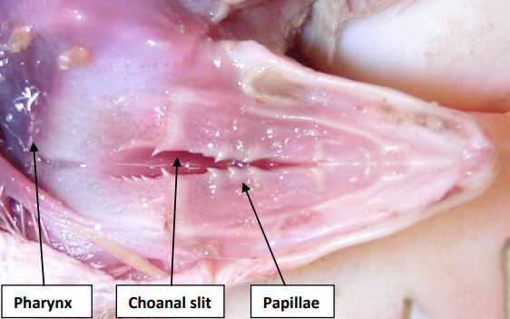 Upper Inner Beak Upper Inner Beak Photo